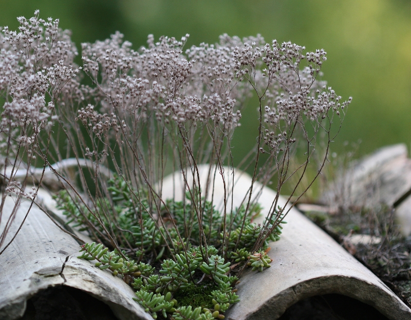 Growing in tiles, Vessy Switzerland.jpg - Growing in tiles, Remettaz, Vessy, Geneva